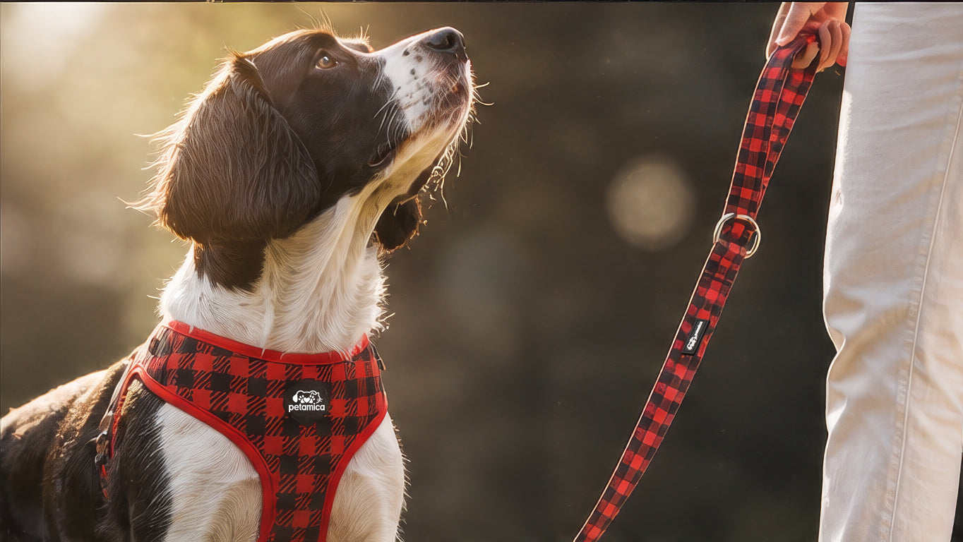 Your Neighborhood Collar and Leash Pet Shop: More Than Just a Walk in the Park