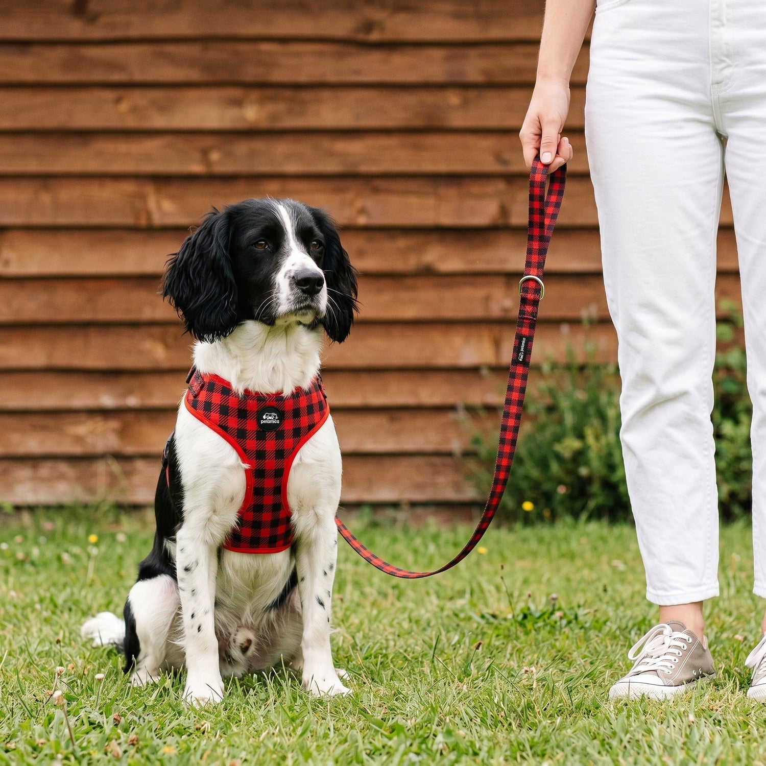 Best Running Dog Harness of 2026: Top Picks for Safe, Hands-Free Runs