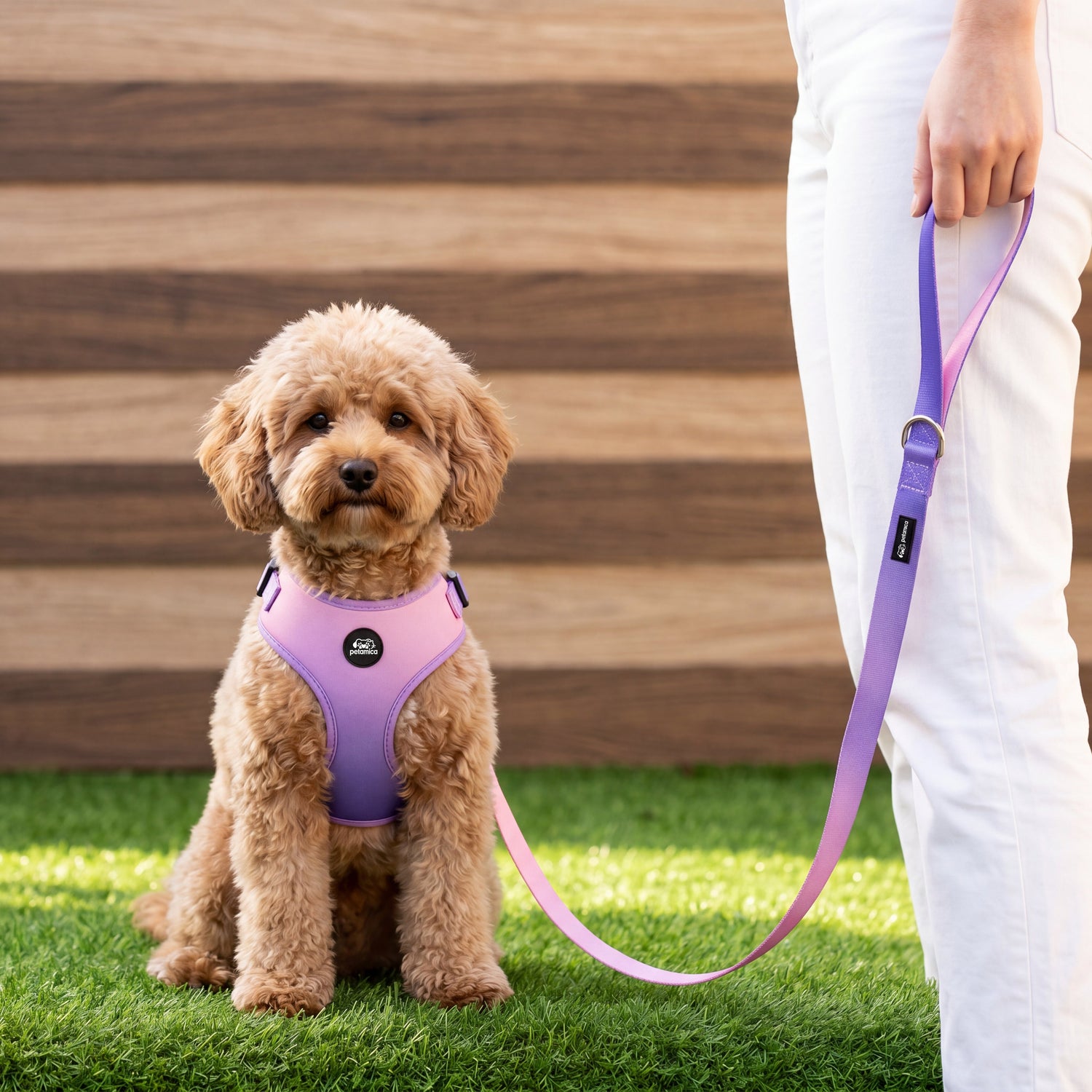 easy walk harness