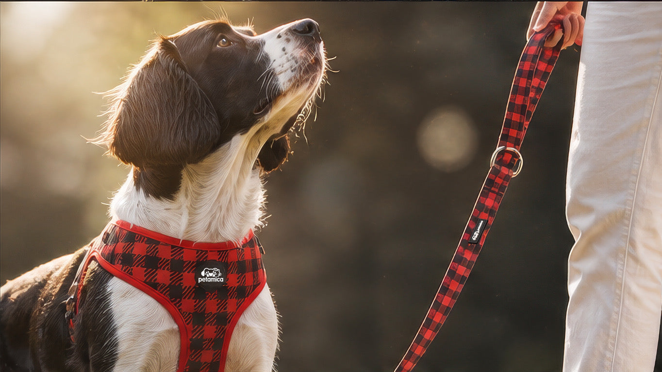 What Type of Dog Harness is Best? The Ultimate Guide