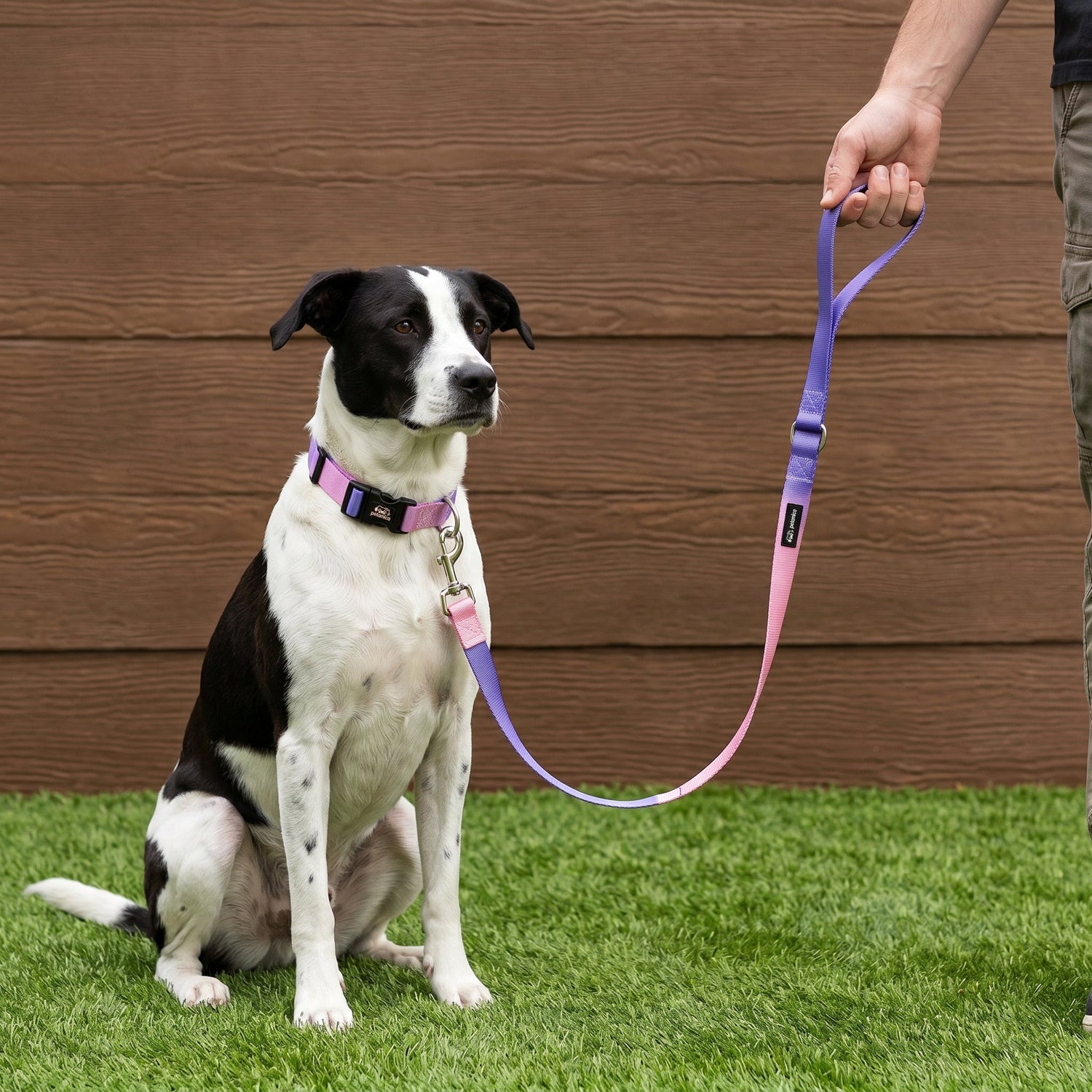 How to Choose the Most Comfortable Dog Harness: A Buyer's Guide